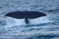 Whale / Wieloryb