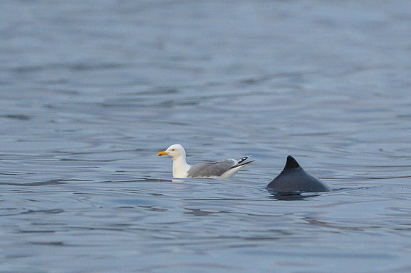 Whale / Wieloryb