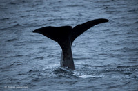 Whale / Wieloryb