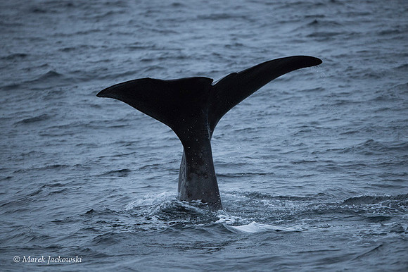 Whale / Wieloryb