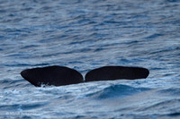 Whale / Wieloryb