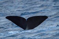 Whale / Wieloryb