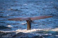 Whale / Wieloryb