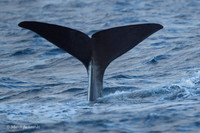 Whale / Wieloryb