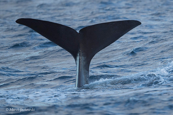 Whale / Wieloryb