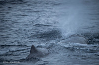 Whale / Wieloryb