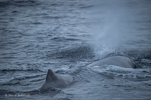 Whale / Wieloryb