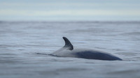 Whale / Wieloryb