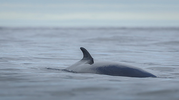 Whale / Wieloryb