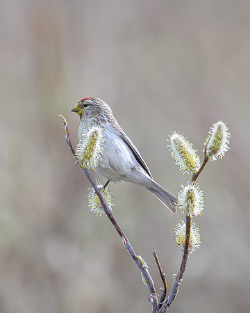 Common Redpool