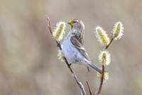 Common Redpool