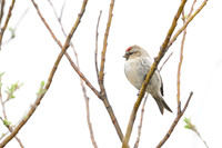Common Redpool