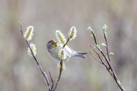 Common Redpool