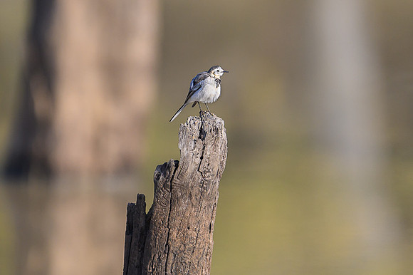 White Wagtail