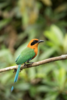 Rufus Motmot