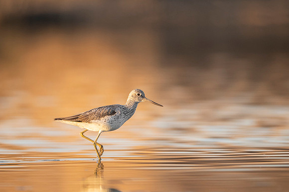 Greenshank / Kwokacz