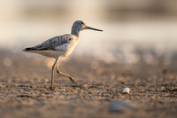 Greenshank / Kwokacz
