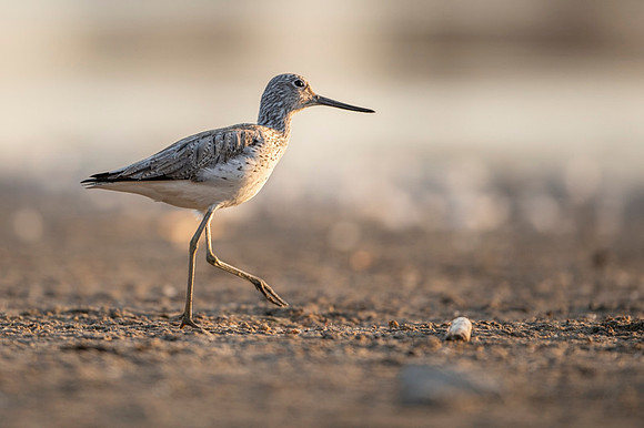 Greenshank / Kwokacz