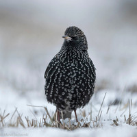 Starling / Szpak