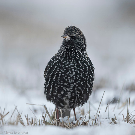 Starling / Szpak