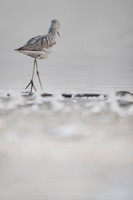 Greenshank / Kwokacz