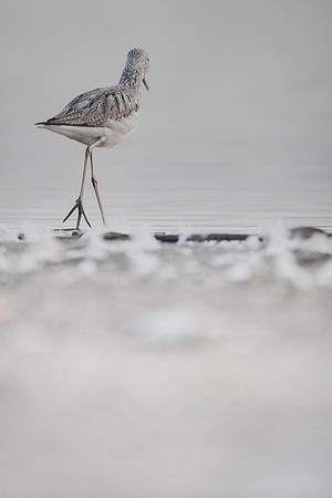 Greenshank / Kwokacz
