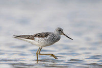 Greenshank / Kwokacz