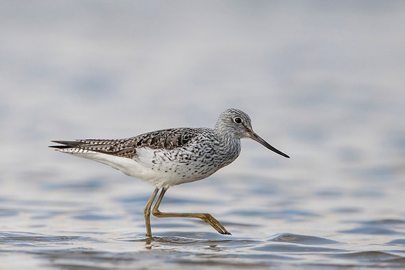 Greenshank / Kwokacz