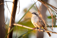 Stripe-headed Sparrow