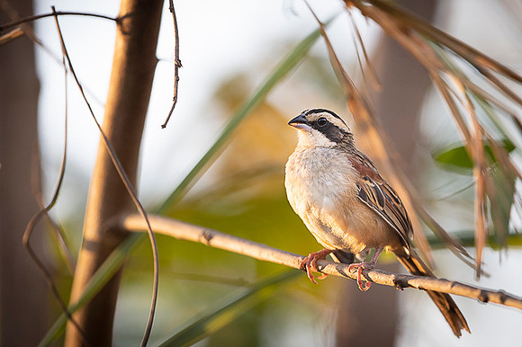 Stripe-headed Sparrow