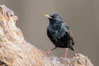 Starling / Szpak