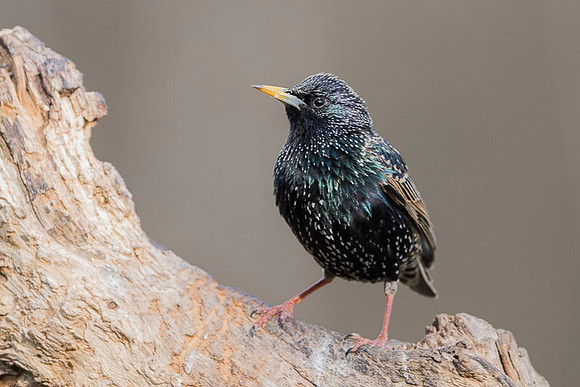 Starling / Szpak