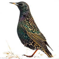 Starling / Szpak