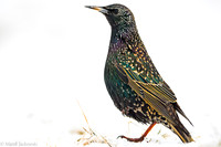 Starling / Szpak