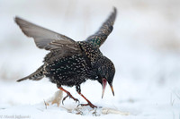 Starling / Szpak