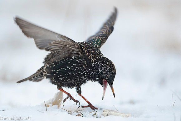 Starling / Szpak