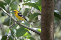 Golden Grosbeak