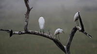Little egret