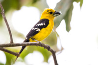 Golden Grosbeak