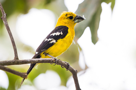 Golden Grosbeak