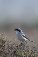 Southern Grey Shrike / Dzierzba Śródziemnomorska
