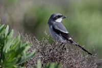 Southern Grey Shrike / Dzierzba Śródziemnomorska