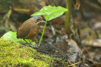 Moustached Antpitta