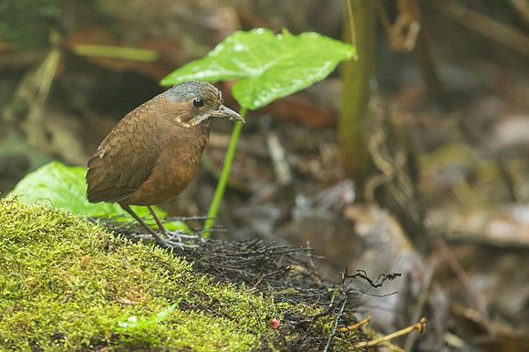 Moustached Antpitta