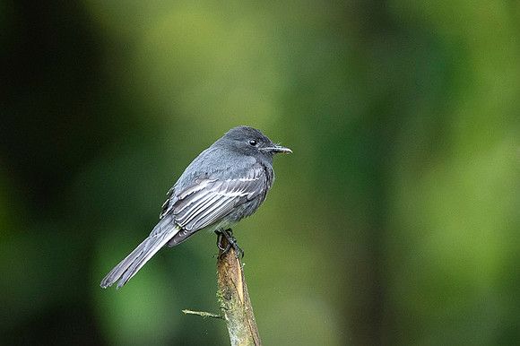 Black Phoebe