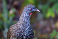 Andean Guan