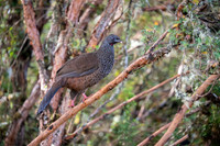Andean Guan