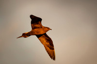 Skua  Wyrzyk