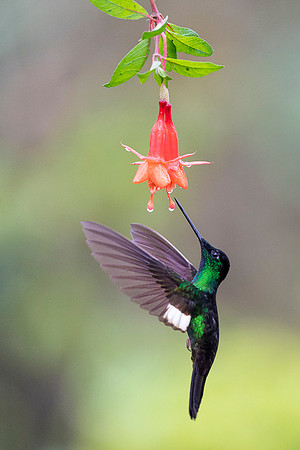 Buff-winged Starfrontlet