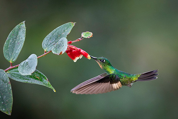 Buff-winged Starfrontlet